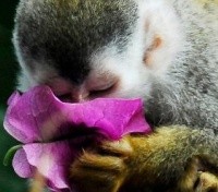 Endangered Squirrel Monkey enjoying the aromas of the Rain Forest Endangered Squirrel Monkey enjoying the aromas of the Rain Forest